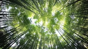 Hausse du prix de part pour le GFI France Valley Patrimoine : une évolution qui souligne la solidité du marché forestier