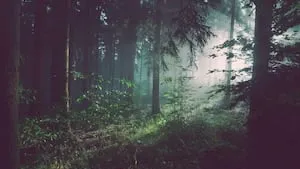 Transmettez votre patrimoine avec la forêt : Guide complet