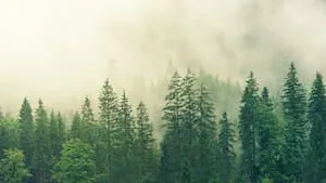 France Vallée élargit son territoire : Première forêt acquise en Suède !