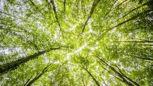 Les forêts françaises en 2023 : Évolution, biodiversité et rôles majeurs