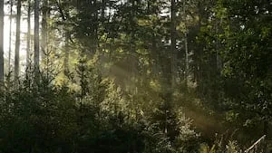 GFI Vatel : 827 ha de forêts en France, répartis sur 9 massifs en 2023