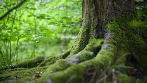 Investir dans la forêt : un guide complet pour un placement durable et rentable