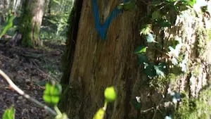 Qu’est-ce qu’un arbre à haute valeur écologique ?