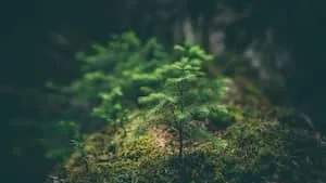 Le GFI FORECIAL 2 annonce l'acquisition d'une 3ème forêt dans l'Yonne (89)