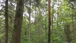 FIDUCIAL Gérance : 50 hectares pour sa 50ème forêt