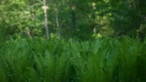 Lancement du GFI Vatel N°2 : Un investissement forestier d'avenir