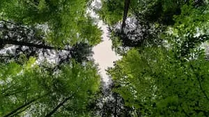 GFI EPIFORÊT 1 : Performances au 1er semestre 2024