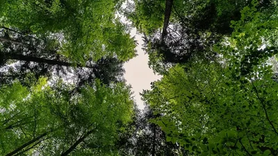 GFI Epiforêt 1 : Une nouvelle dynamique confirmée pour le deuxième semestre 2024