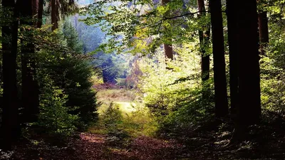 Le GFI CoeurForest étend sa forêt en Corrèze