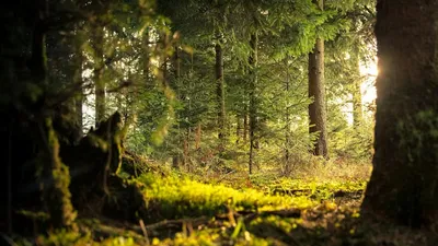 EPIFORÊT 1 : Performance du GFI au 1er semestre 2025