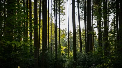GFI FORECIAL 2 : 111 hectares en plus avec le Bois des Mines Noires