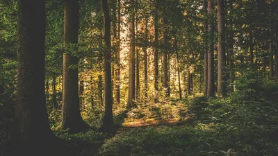 Sogenial Immobilier : Trois forêts supplémentaires pour le GFI CœurForest