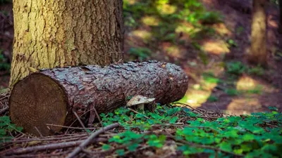 Le bois, allié naturel du bien-être selon une étude en neurosciences