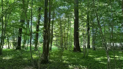Sogenial Immobilier renforce le patrimoine du GFI CœurForest avec 163 hectares de forêt