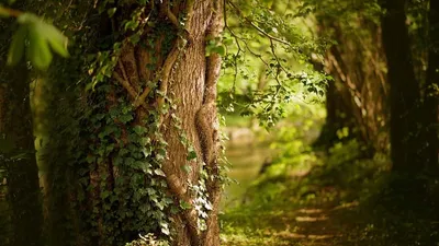 Le GFI FORECIAL 2 renforce son patrimoine forestier