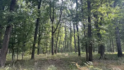 La forêt de Pontcharraud rejoint le patrimoine du GFI CœurForest 2