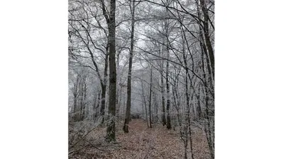 FORECIAL 2 renforce son patrimoine forestier en 2026