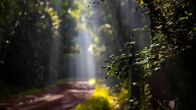 Journée internationale des forêts 2026 : un enjeu mondial au cœur des équilibres économiques et environnementaux