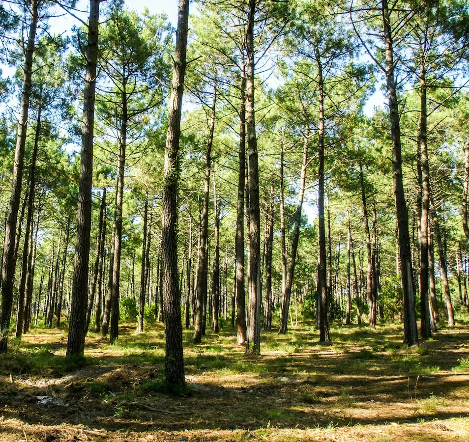Forêt landaise de pins maritimes