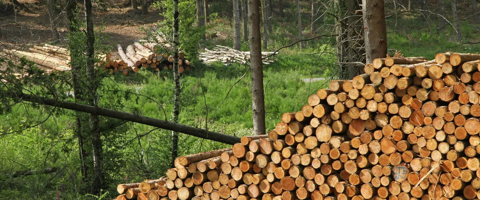 Grumes empilées en forêt