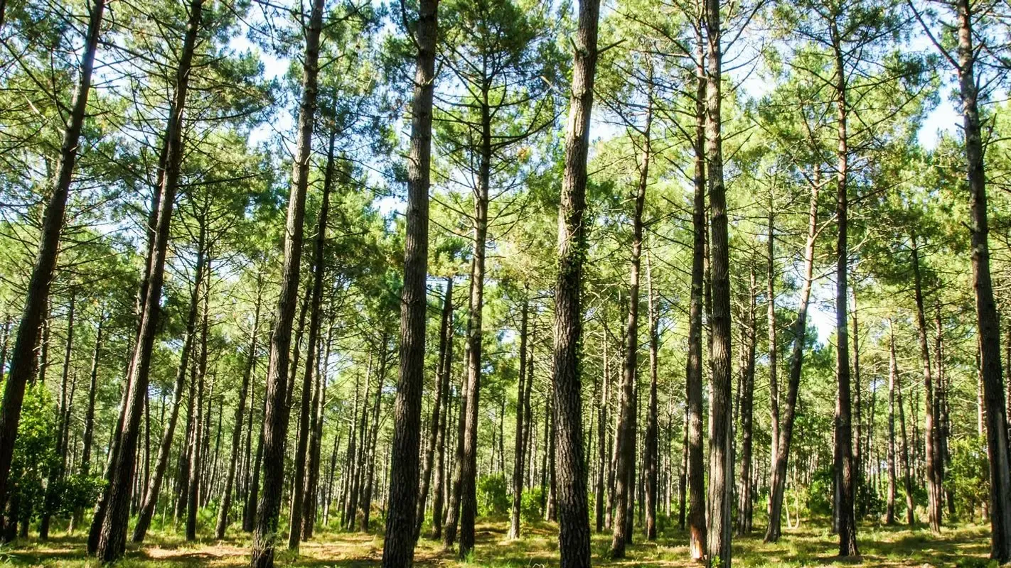 Pinède aux troncs élancés