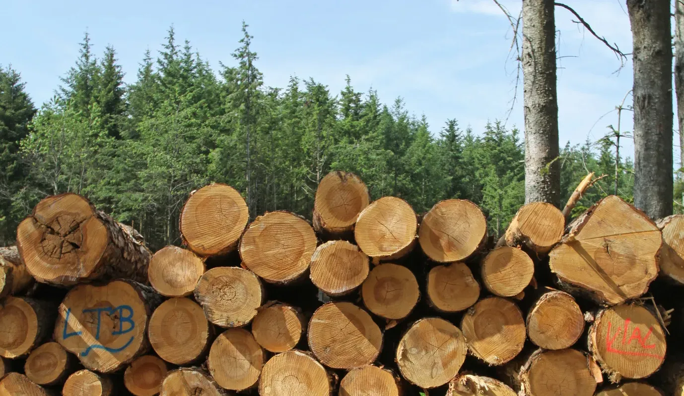 Grumes empilées devant une forêt de résineux