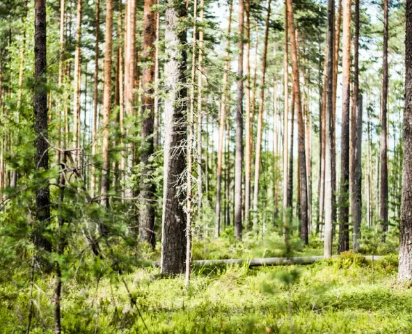 Sous-bois d’une forêt de feuillus