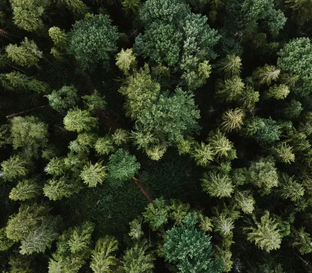Forêt vue du ciel