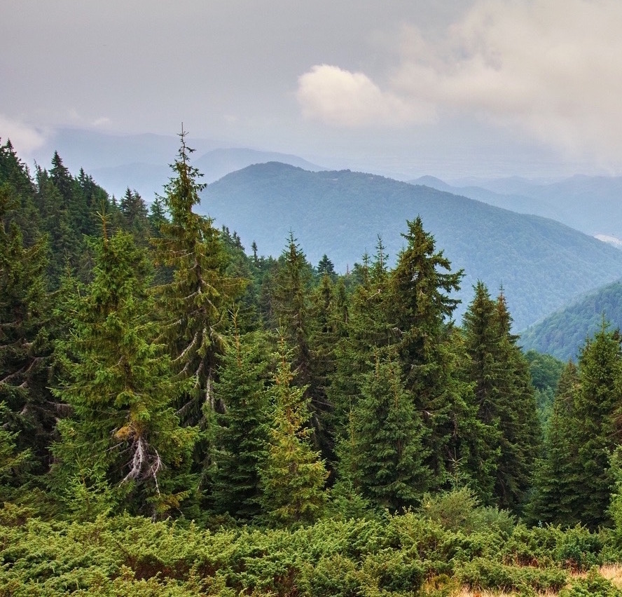 Alpine landscape with pine forests