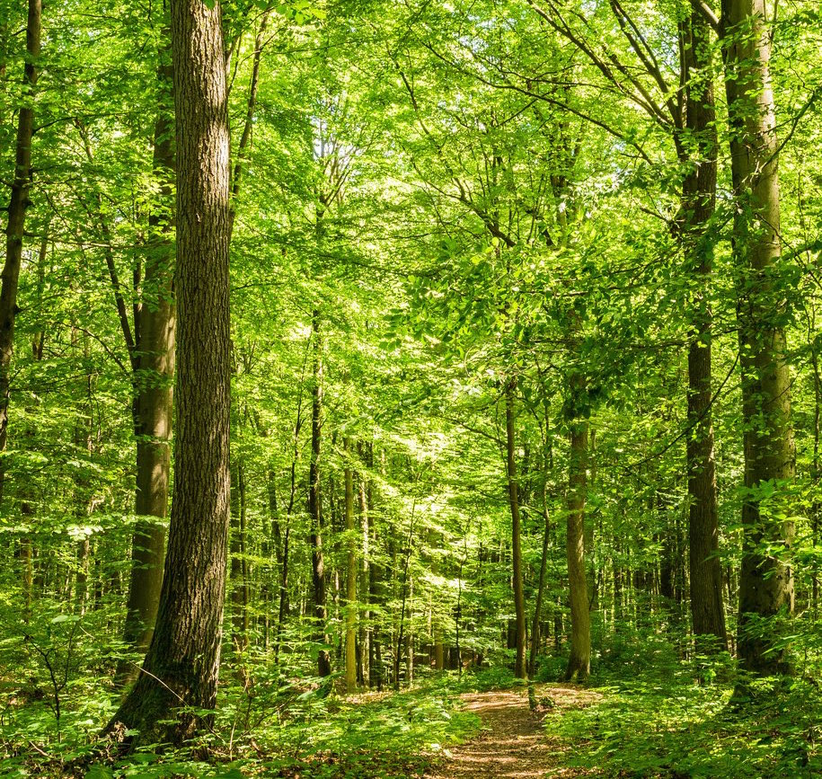 Wald Pfad Bume Sommerzeit