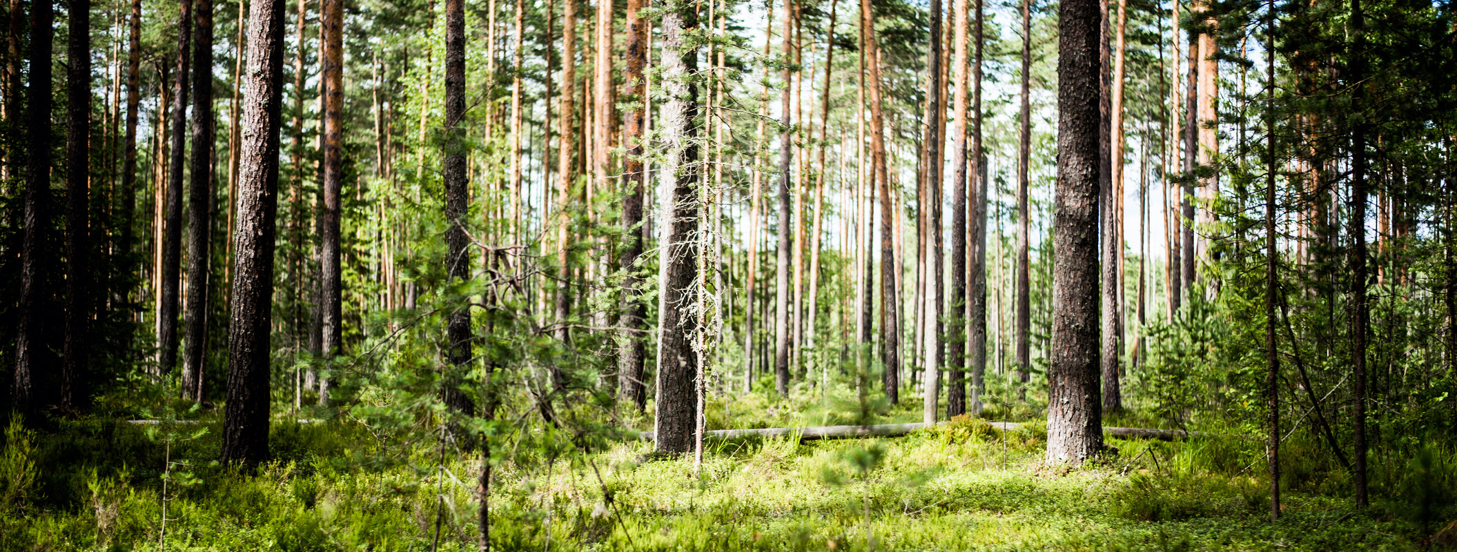 Ecology background outdoor landscape