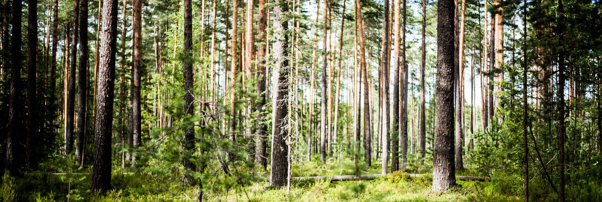 Ecology background outdoor landscape