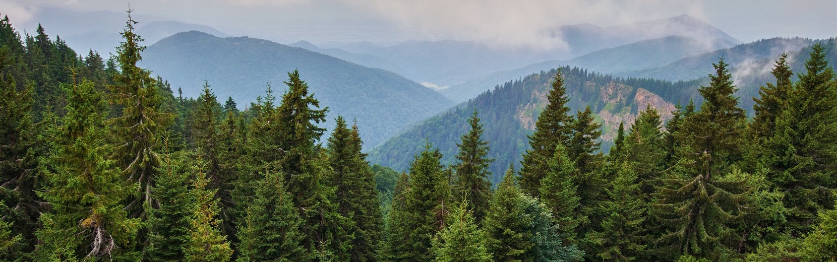 Alpine landscape with pine forests