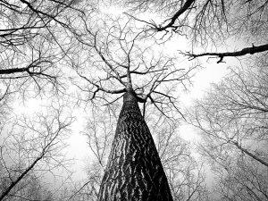 Avantages_et_inconvenients_groupement_forestier