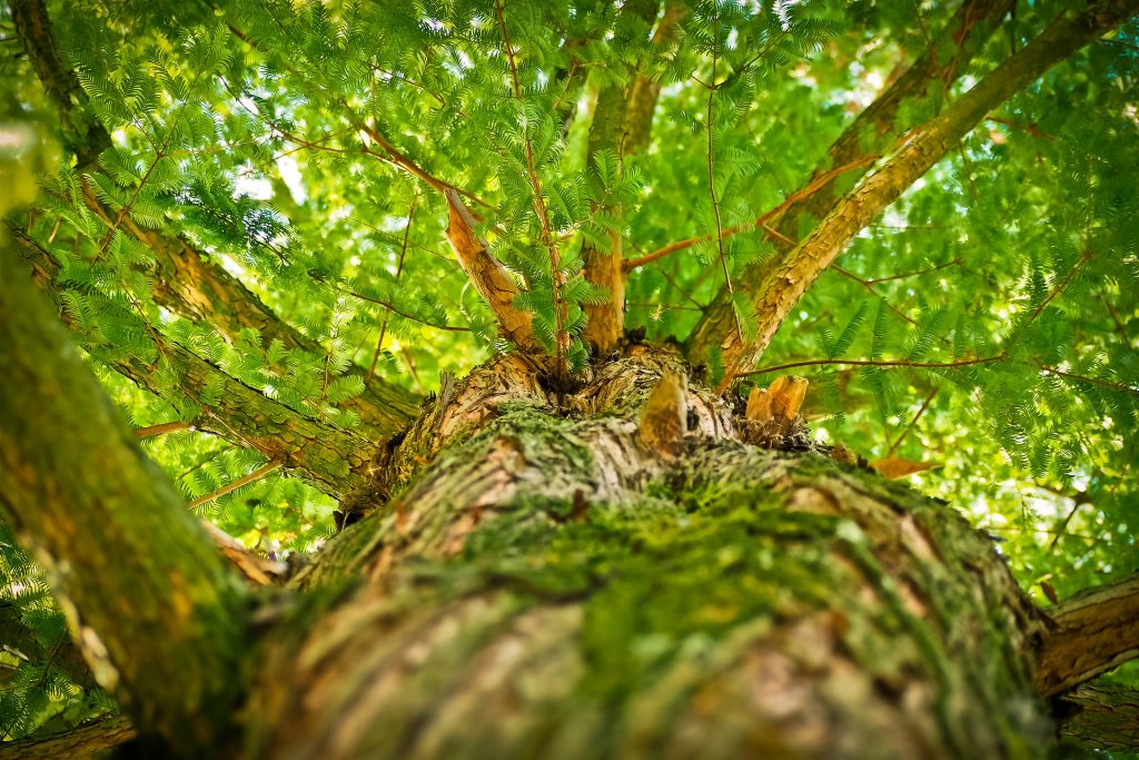 pourquoi-et-comment-creer-un-groupement-forestier