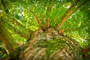 Groupement forestier