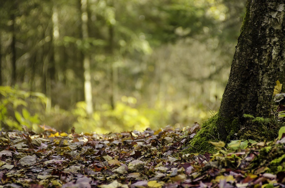 Comment sortir d'un groupement forestier ?