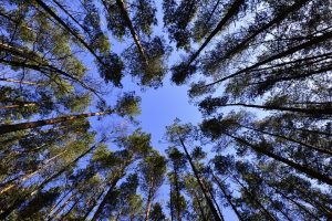 Investir dans une forêt