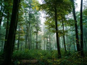 Pourquoi investir en forêt ?