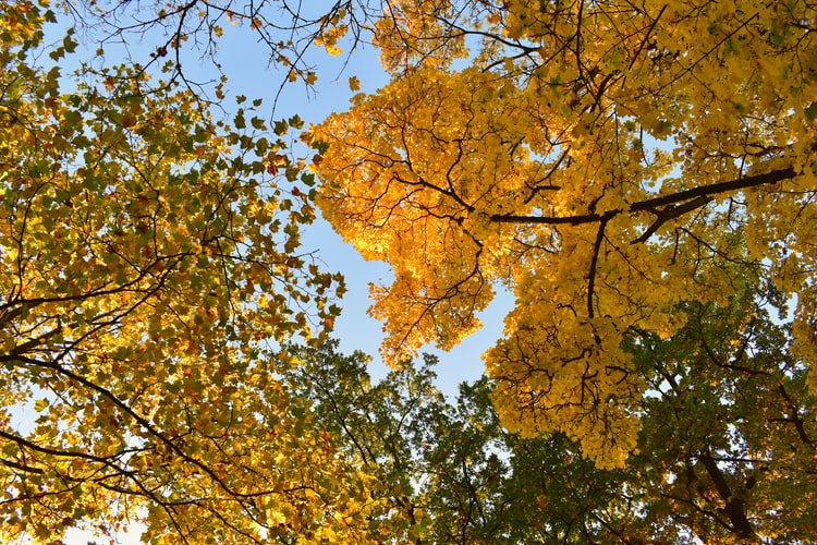 Top 10 des plus belles forêts de France