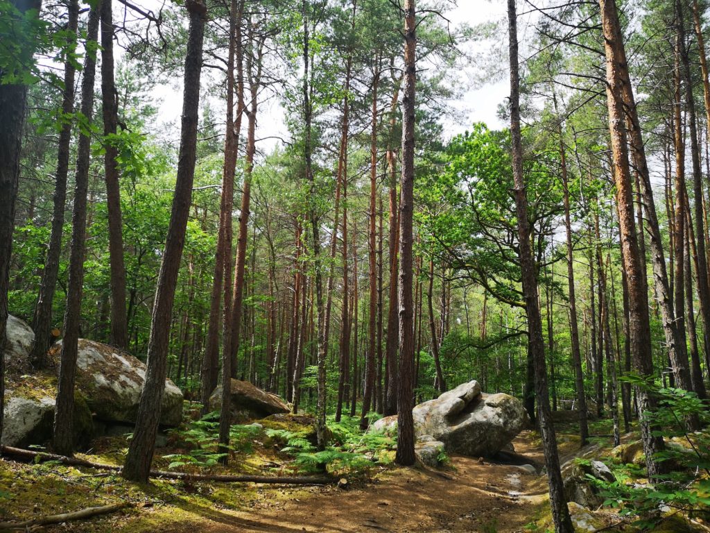 Forêt de Fontainebleau 2020