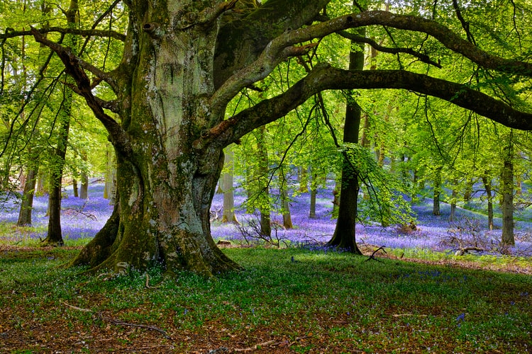 La forêt de Brocéliande en Bretagne 