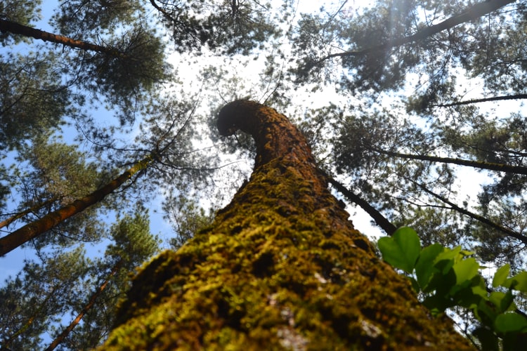 La forêt d’Iraty dans les Pyrénées-Atlantiques