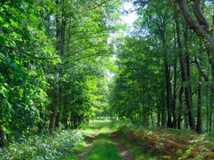 Groupement forestier dédié