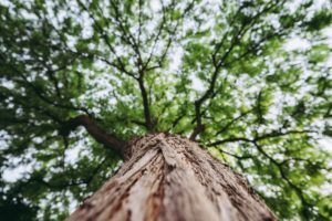 Sylvestre Coudert : l’investissement en forêt en réponse à un modèle nature