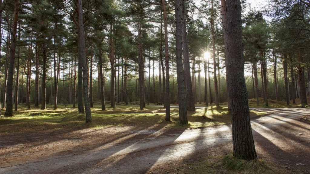 Le GFI France Valley Patrimoine acquiert le Bois du Ballu en Normandie