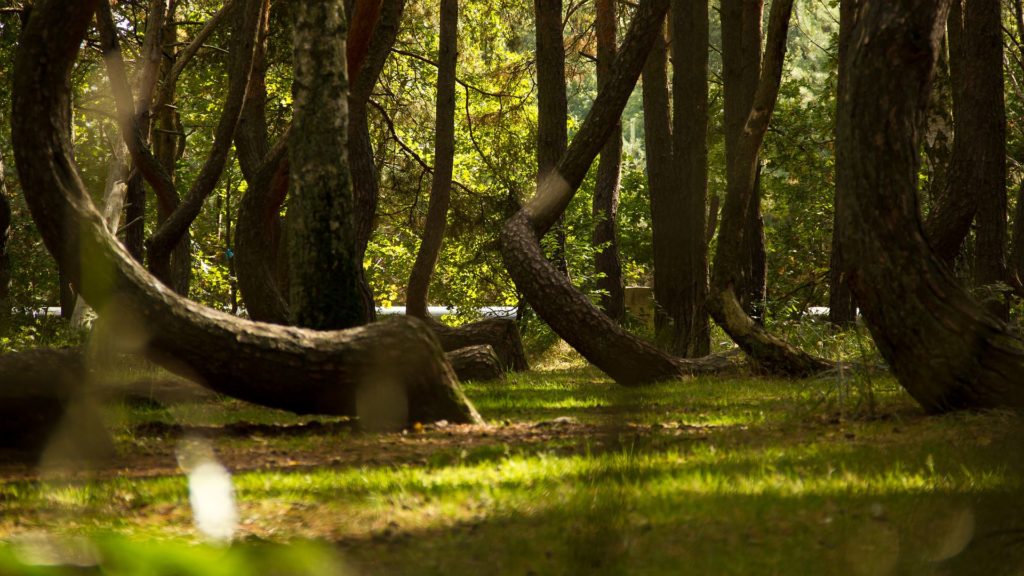 Crooked Forest : la mystérieuse forêt tordue de Pologne