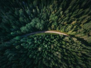 Festival des Forêts en Île-de-France, l’évènement à ne pas rater !