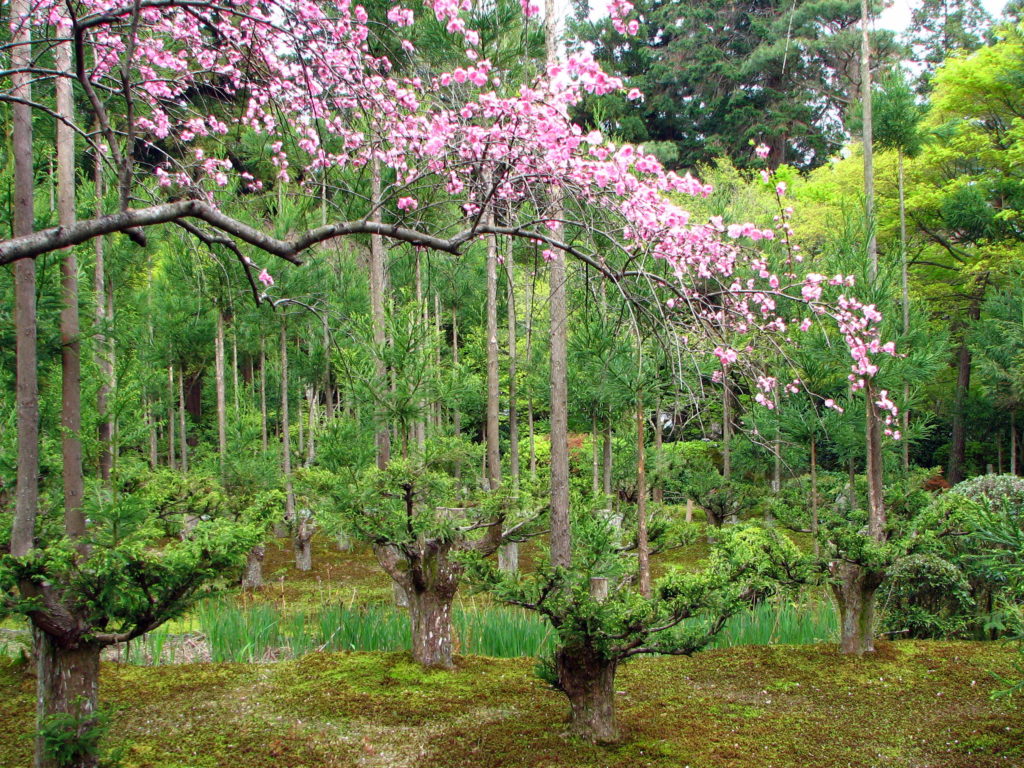 Daisugi, produire du bois sans couper des arbres 