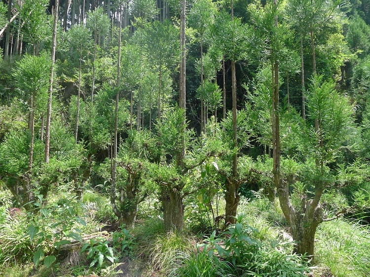 Une technique forestière millénaire ingénieuse